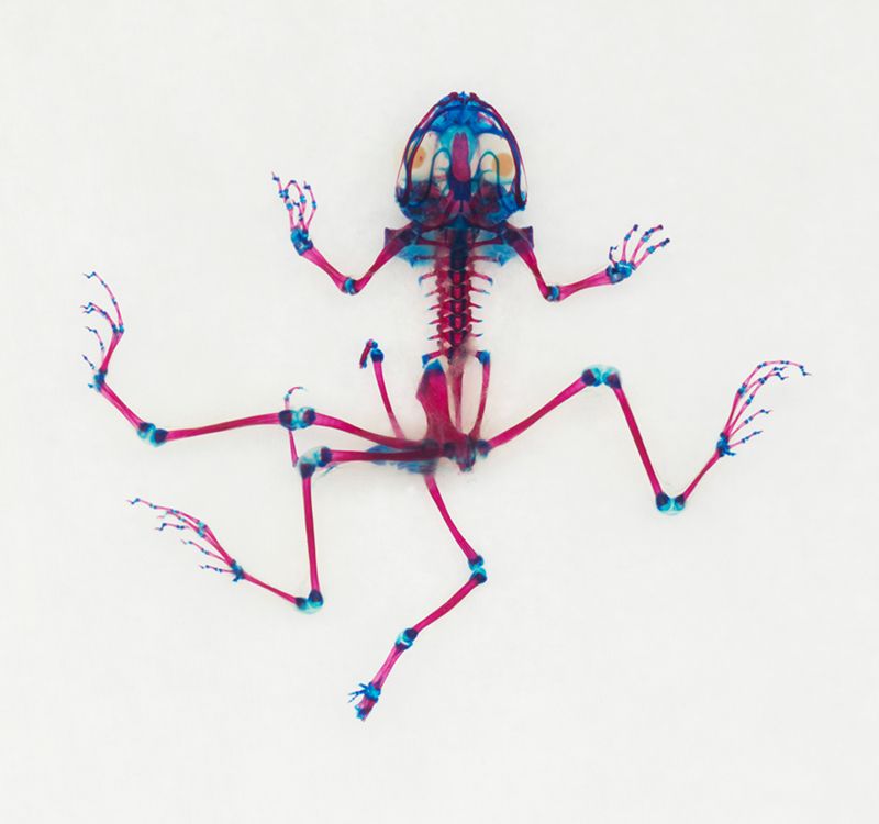 With Deformed Frogs and Fish, a Scientist-Artist Explores Ecological Disaster and Hope