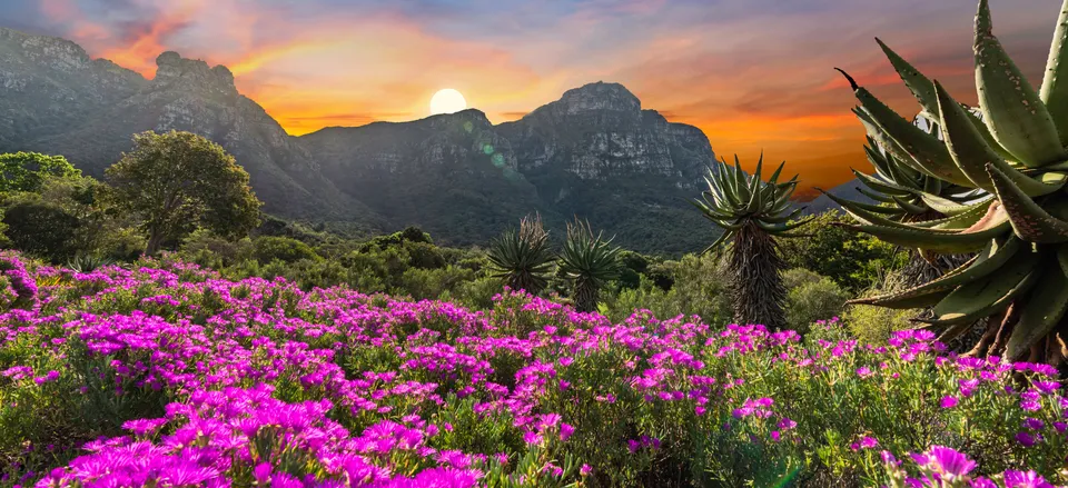  The beauty of Kirstenbosch Botanical Gardens 