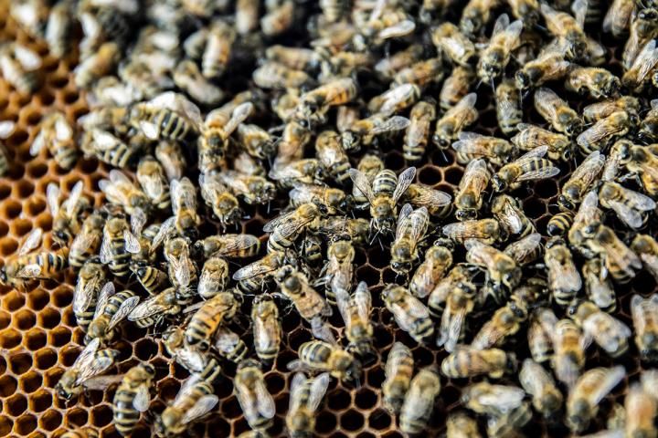 Honey bees in a hive