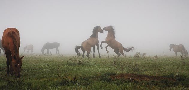 Rescued horses