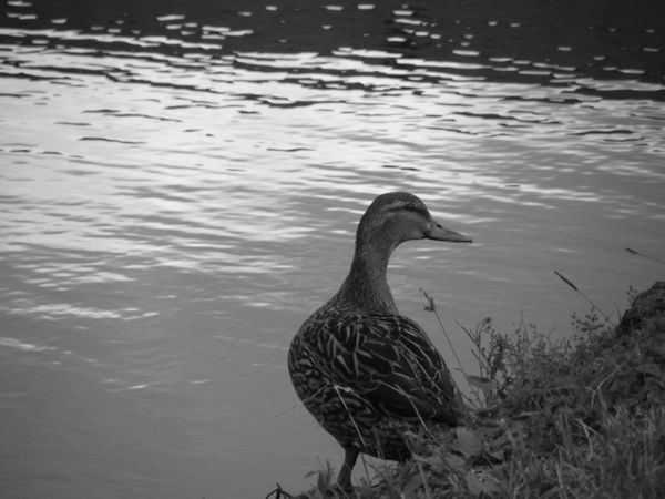 Picture is titled: "Jump?". Duck Caught before it jumped into the water. thumbnail