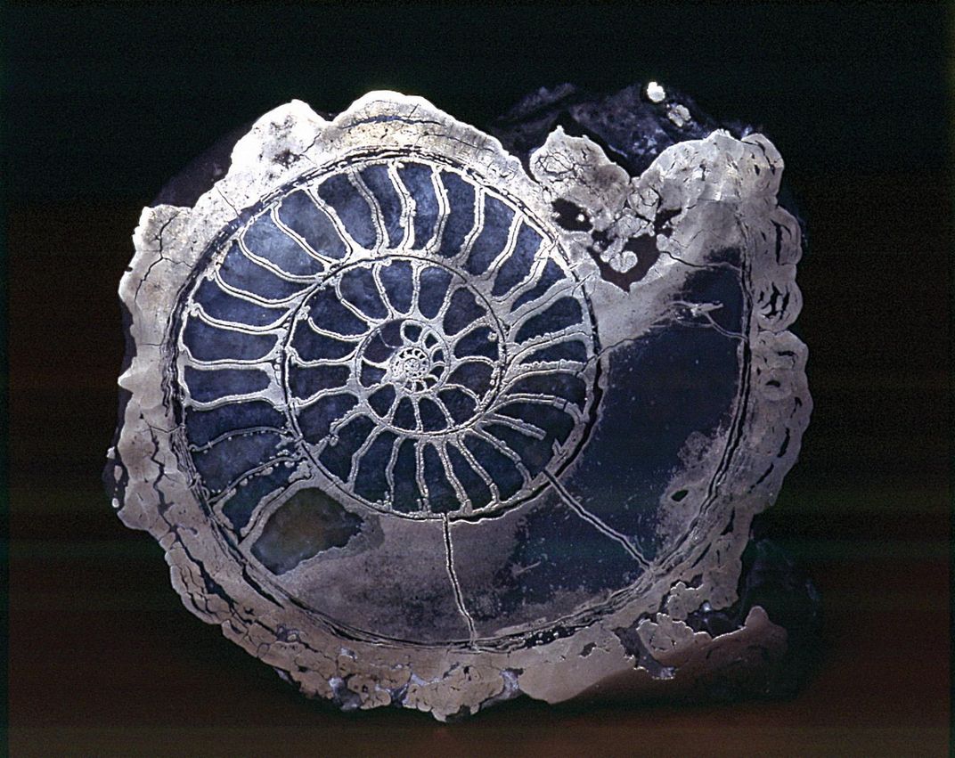  ammonite fossil