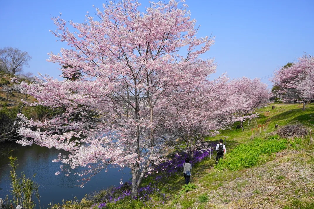 Cherry Blossoms Japan