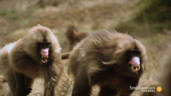 Preview thumbnail for Two Gelada Brothers Viciously Fight for Breeding Rights