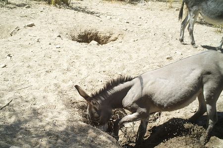 A donkey digging a well in the Sonoran Desert of Arizona.