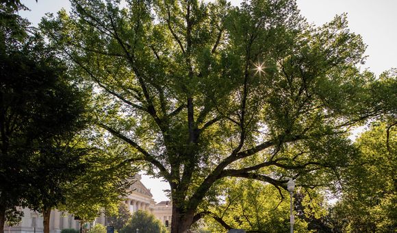 A large elm tree with branches full of green leaves stands in the sunlight