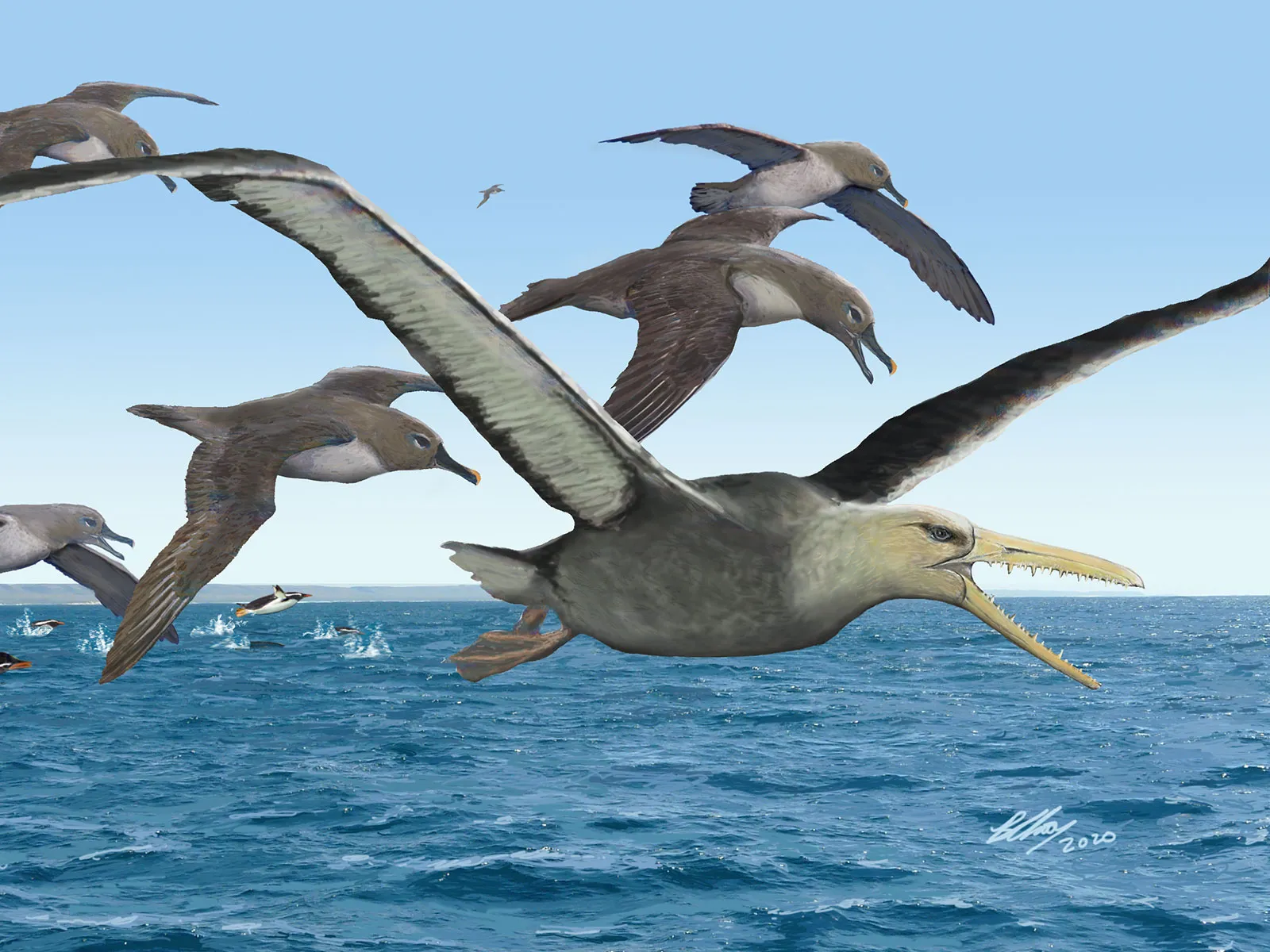 Scientists Reveal What May Be the Largest Flying Bird Ever | Science|  Smithsonian Magazine