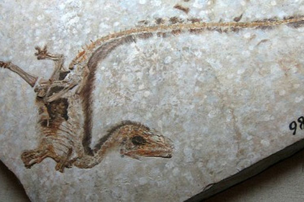 Sinosauropteryx