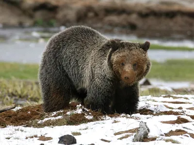 Grizzly bear near Obsidian Creek in Yellowstone National Park