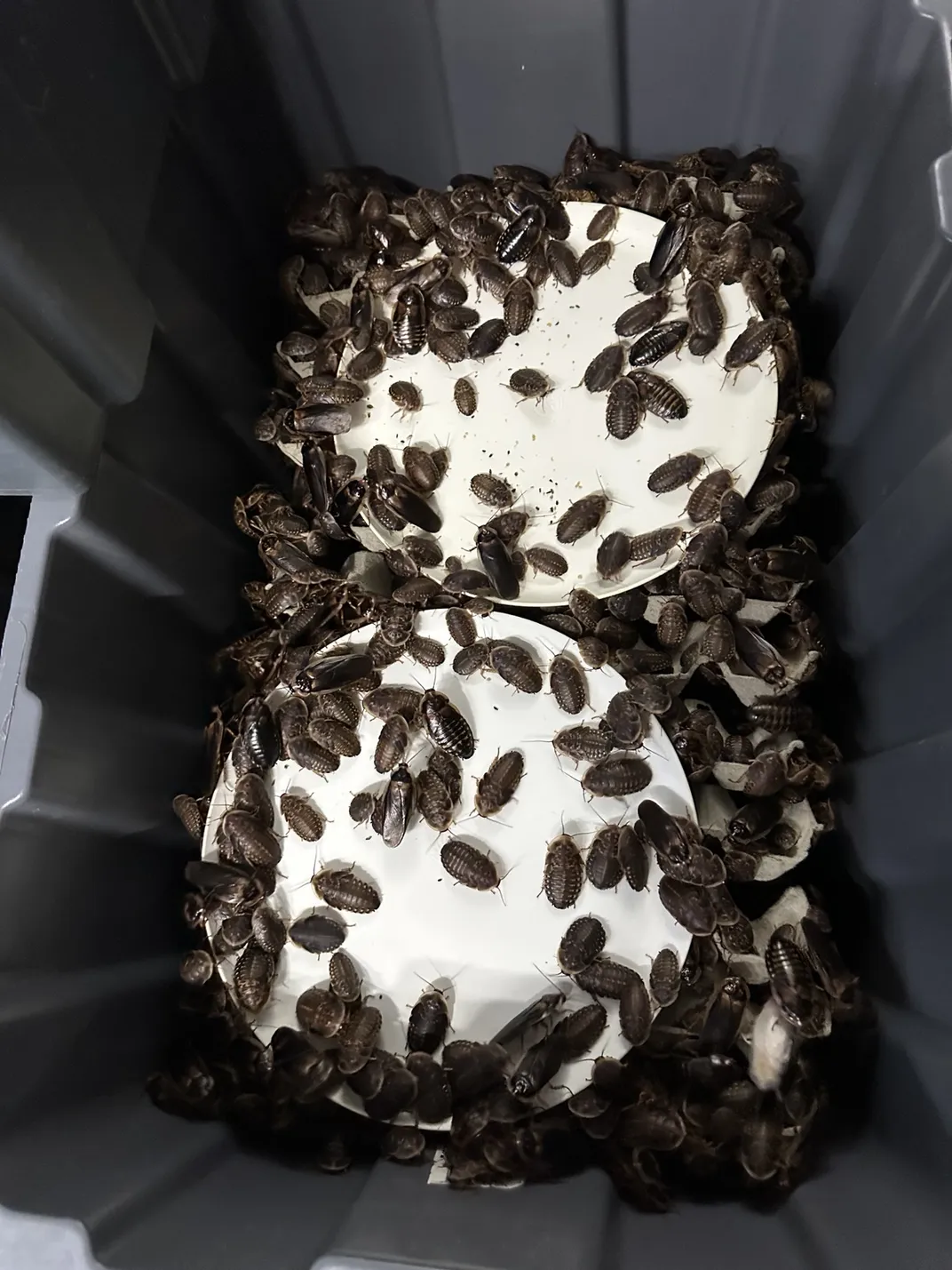 A bunch of small dark bugs in a box