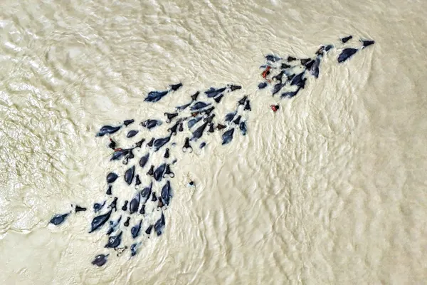 Transporting buffaloes for food. thumbnail