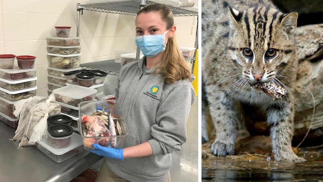 An animal keeper in a kitchen holding a bin with meat and fish (left) and a fishing cat with fish in its mouth (right)