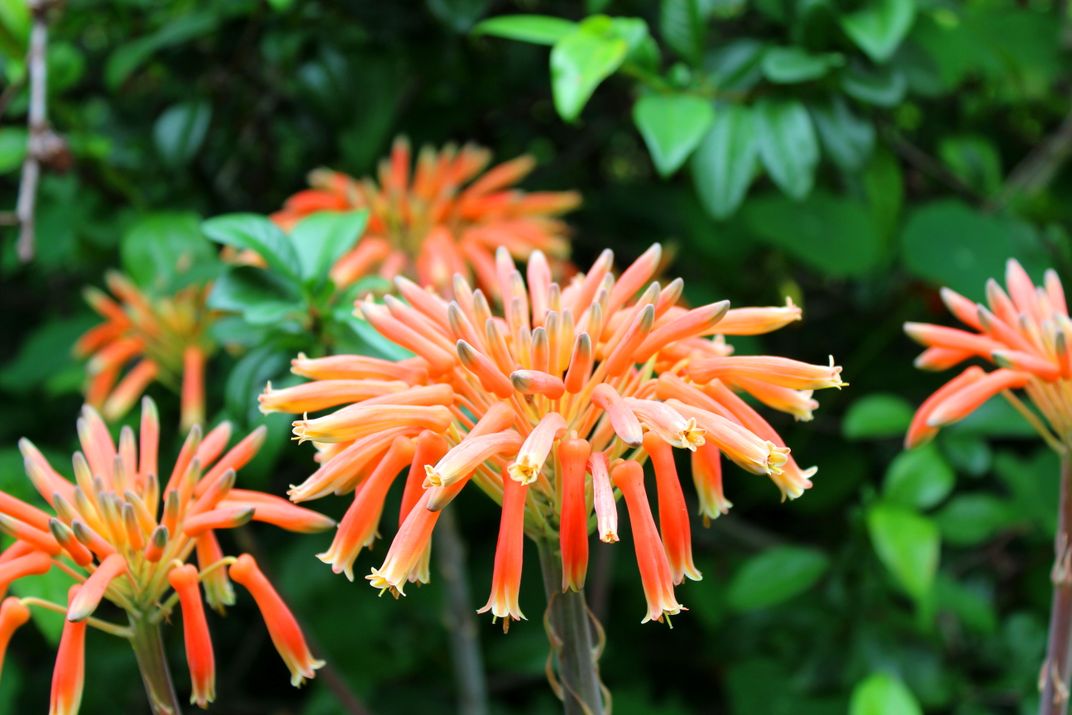 Front garden, exotic blooms on the aloe vera Smithsonian Photo