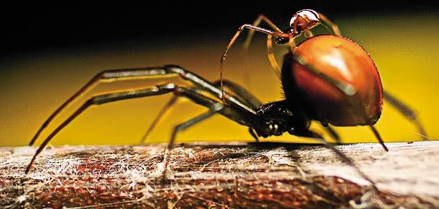 Australian redback spider