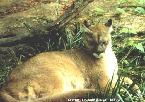 A photo of an eastern cougar, date unknown.