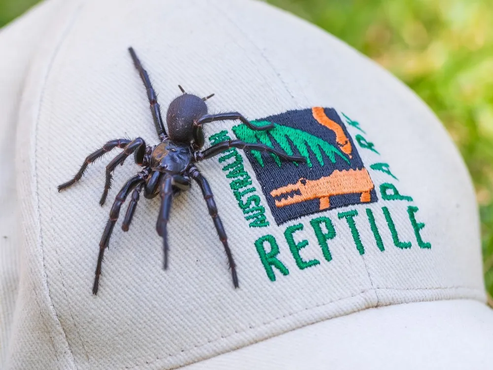a large spider crawls on a baseball cap with the Australian Reptile Park logo