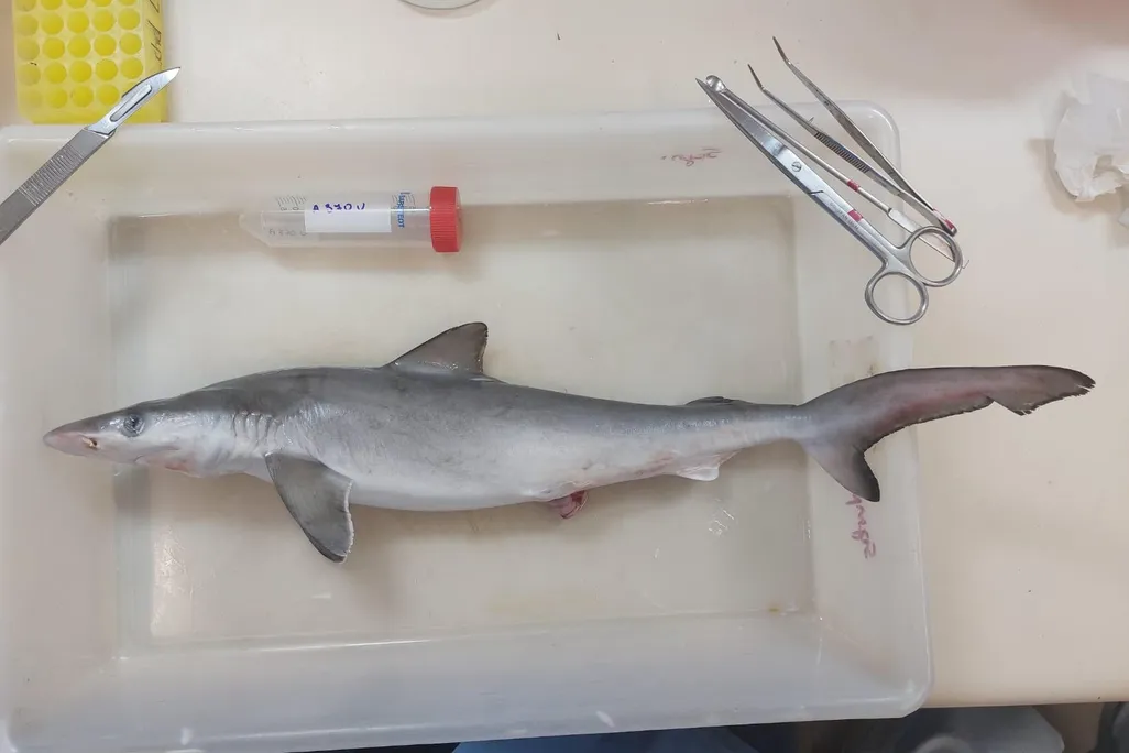 Small shark lying on a laboratory table with instruments nearby