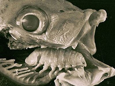 The crustacean Cymothoa exigua is the first known parasite to functionally replace an entire organ of an animal.