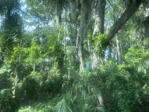 Savannah’s Forest Of The Past thumbnail