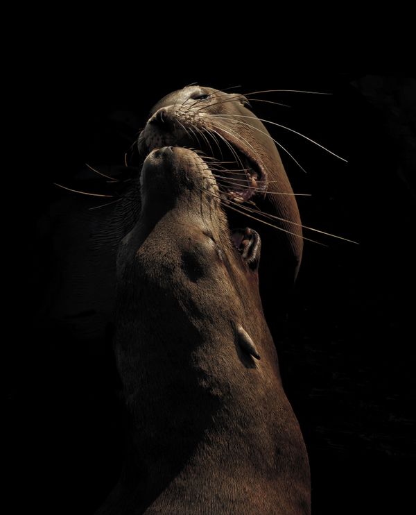 California Sea Lions thumbnail