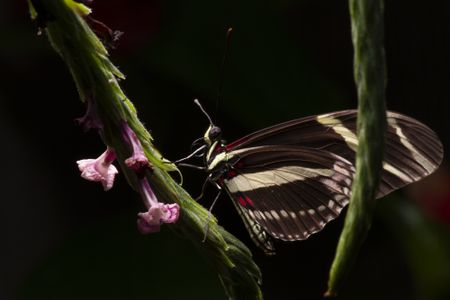 Heliconius charithonia is one of the species of butterflies whose wing patterns scientists scrutinized to better understand the evolutionary process. This butterfly is wild-type; the genetically edited H. charithonia wings have wider swathes of yellow.