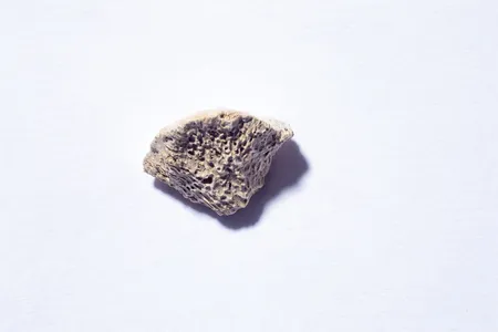 A piece of bone labeled PP-00128 was thought to belong to a bear until DNA analysis revealed it came from a dog.