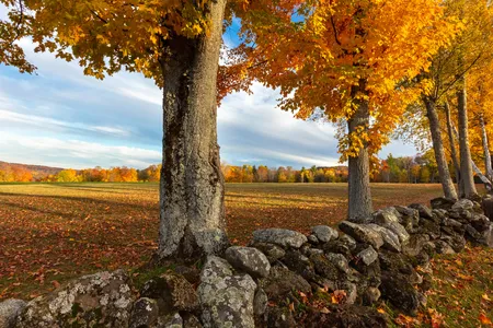 Dividing the estimated length of 240,000 miles of stone wall by the geographic area of the New England heartland yields about six linear miles of stone per square mile of land.