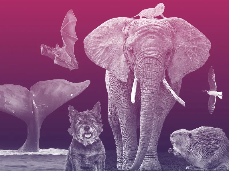 Animal Aging