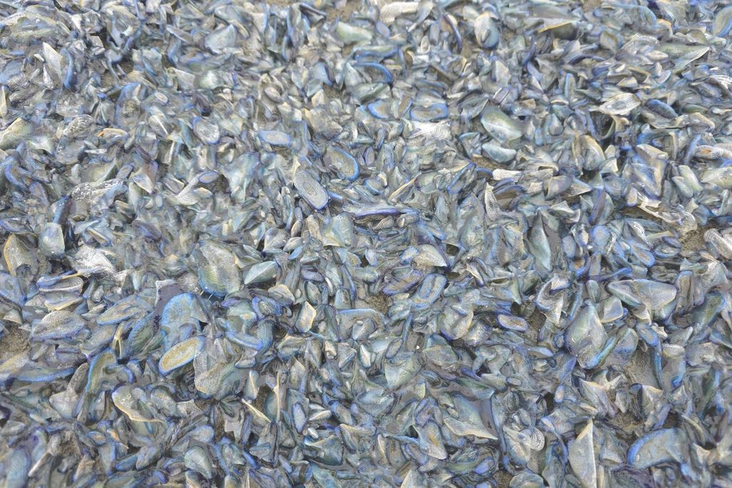 sand covered with blue-white blobs