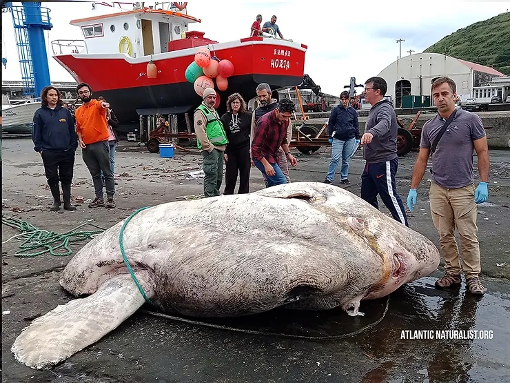 Sunfish with humans for scale