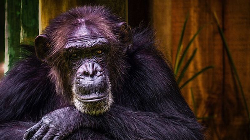 How a purple gorilla made us regulate the internet