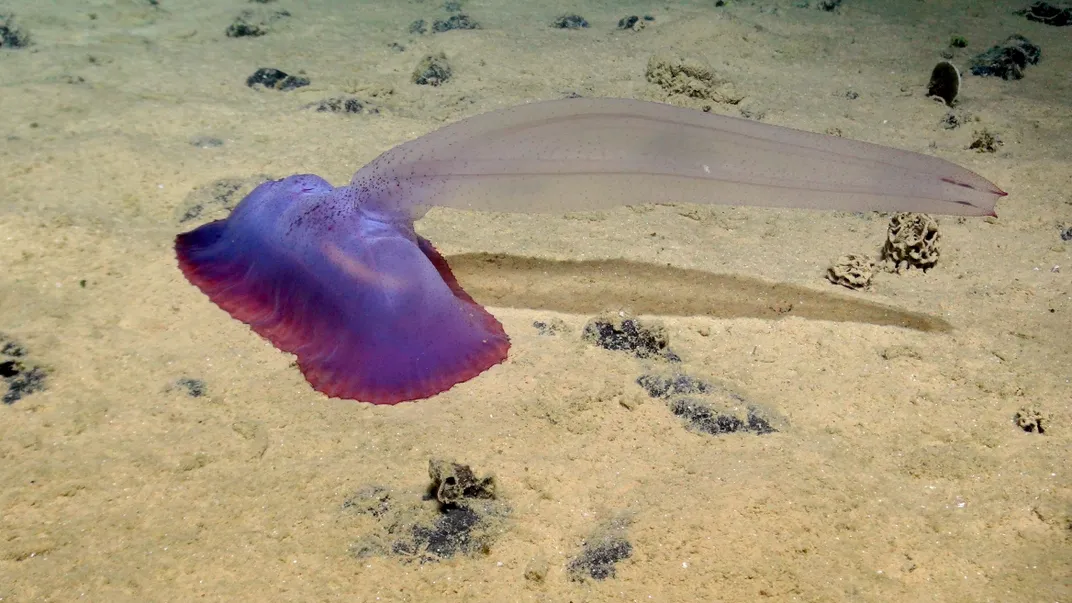 purple blob on sand with a long appendage protruding from top
