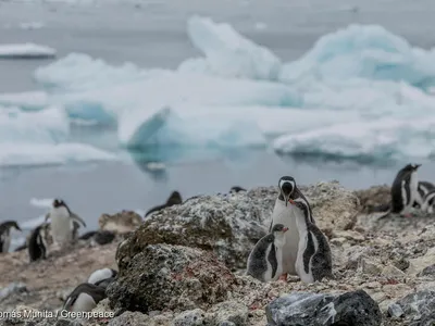 Gentoo penguins may become more numerous in parts of Antarctica that were once too icy for the temperate birds.&nbsp;
