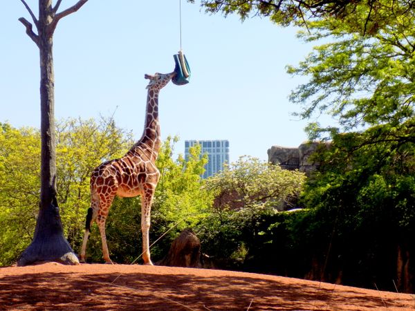 Giraffe at Lincoln Park Zoo, Chicago thumbnail