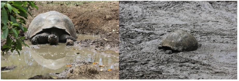 Two Galapagos Giant Tortoises taking a habitual, midday mud bath. 