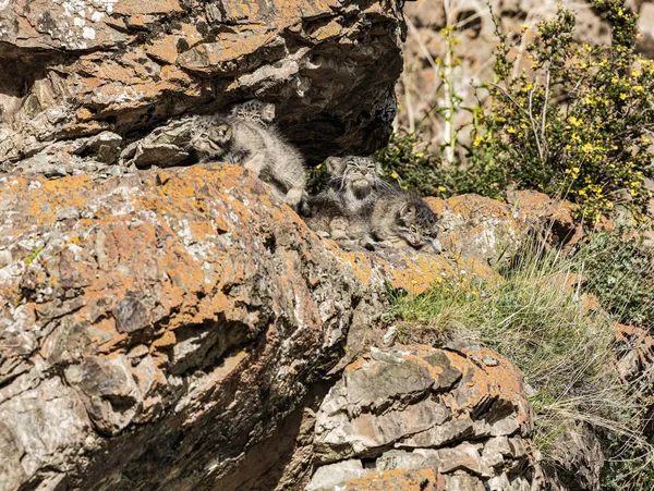 Pallas's Cat Home in the Rock Crevice thumbnail