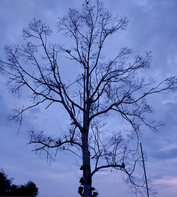 A tree in the sunrise thumbnail