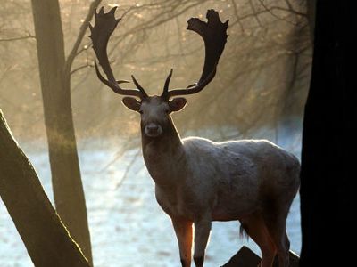 A fallow deer with its impressive but unevenly formed antler looks straight into the light of the setting sun.