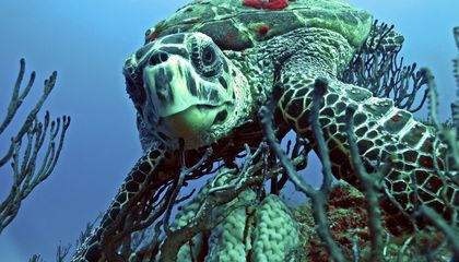 Journey Under the Sea With 15 Amazing Photos of Marine Life