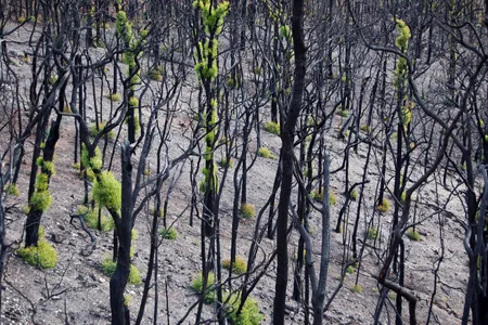 Eucalyptus trees sprout "emergency foliage" after a wildfire while their leaves regrow. 