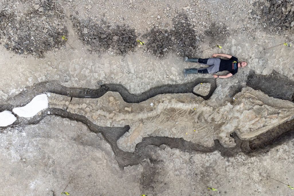 A paleontologist lays out flat next to the 32-foot-long skeleton