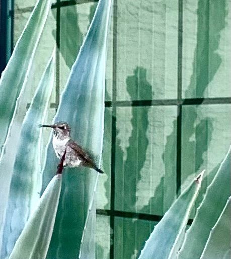 HUMMINGBIRD with CACTUS REFLECTION IN THE BACKGROUND thumbnail