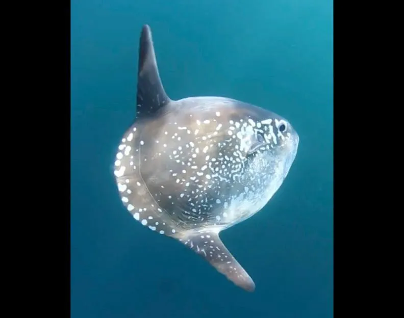 sunfish