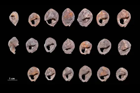 Believed to be the world&#39;s oldest jewelry, the perforated shells&nbsp;date to about 142,000 years ago.