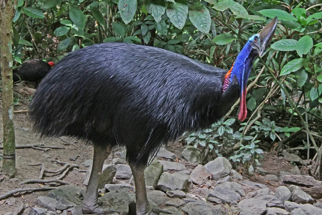 Southern_Cassowary_JCB.jpg
