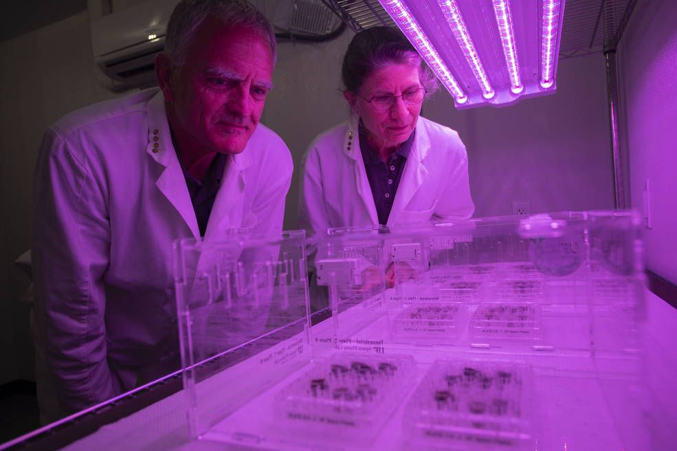 An image of two scientists, overlooking clear trays containing small green plants. Above the reseachers is a purple light and its casting a glow on everything seen in the photo.