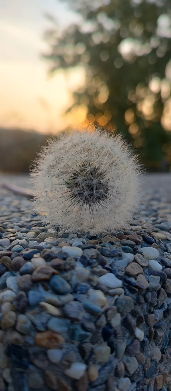 Still life thumbnail