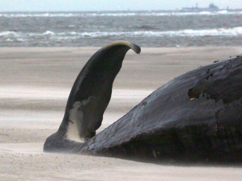 Stranded whale