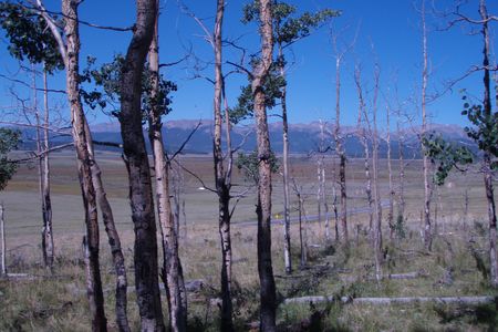 Severe drought killed this stand of trembling aspen trees, Populus tremuloides, near Fairplay, Colorado.