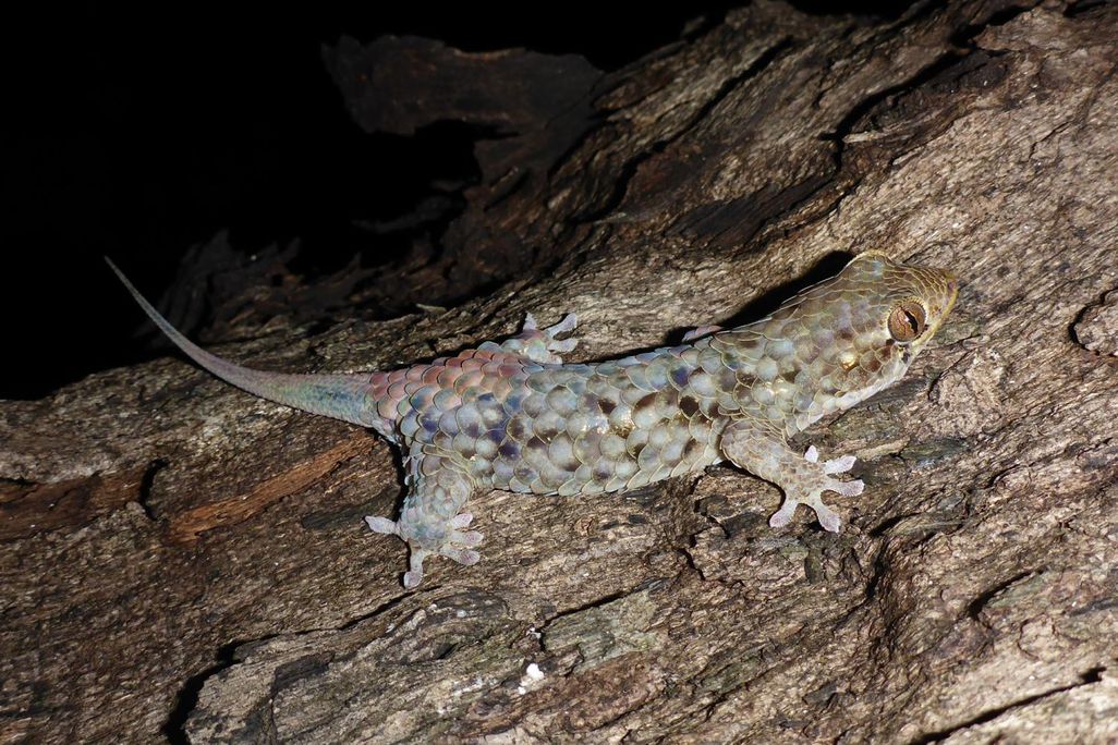 Geckolepis megalepis